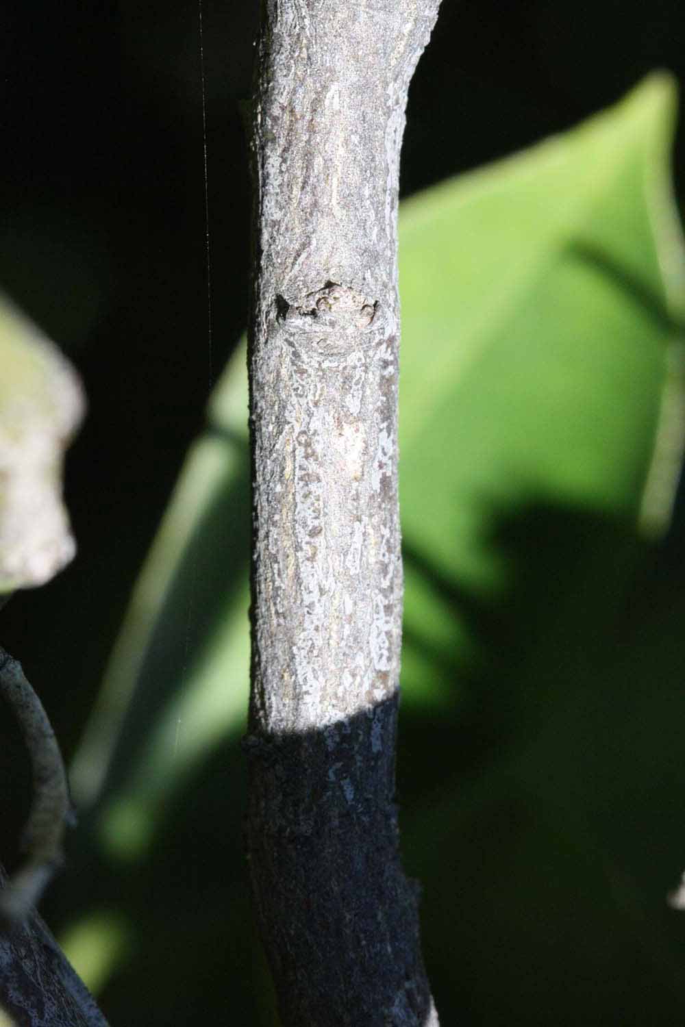              Second - third year twig (Riverside, CA)       